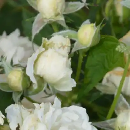 Trandafiri Floribunda - Trandafiri - Creme Chantilly® - 